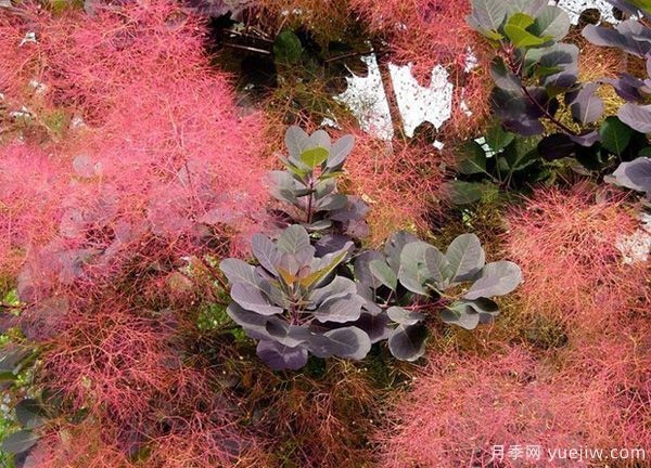 庭院適合種哪些花卉植物？冬天來了更漂亮(圖3)
