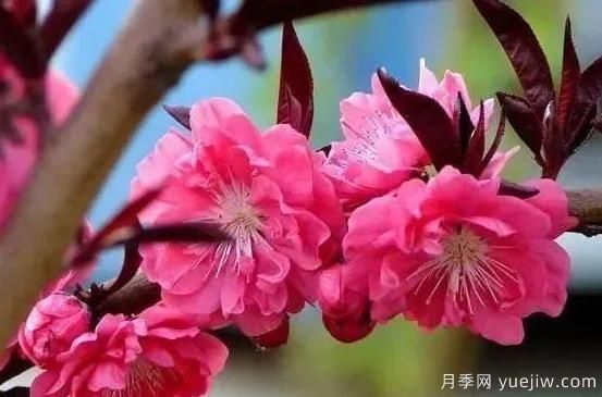 紅葉碧桃的種植養(yǎng)護及修剪技術(shù)方法介紹(圖1)
