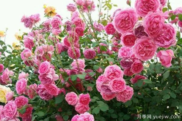 推薦3種生長(zhǎng)速度快的爬藤月季，花墻超級(jí)漂亮(圖1)