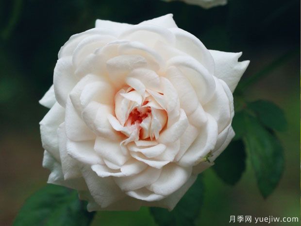 推薦十款花期***長的月季品種，賞花享四季(圖9)