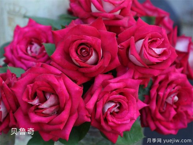 避開月季養(yǎng)護的6個坑，月季花很好養(yǎng)殖(圖1)