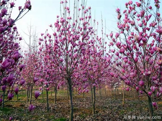 什么是落葉玉蘭？白玉蘭有哪些特征和習性？(圖1)