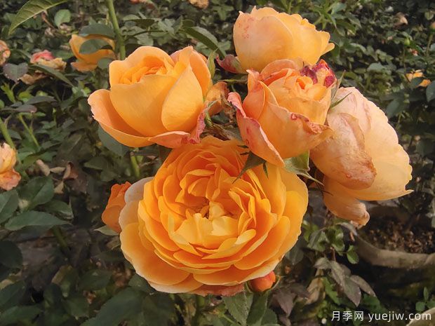 推薦6個漂亮月季品種，號稱全網(wǎng)零差評的完美(圖2)