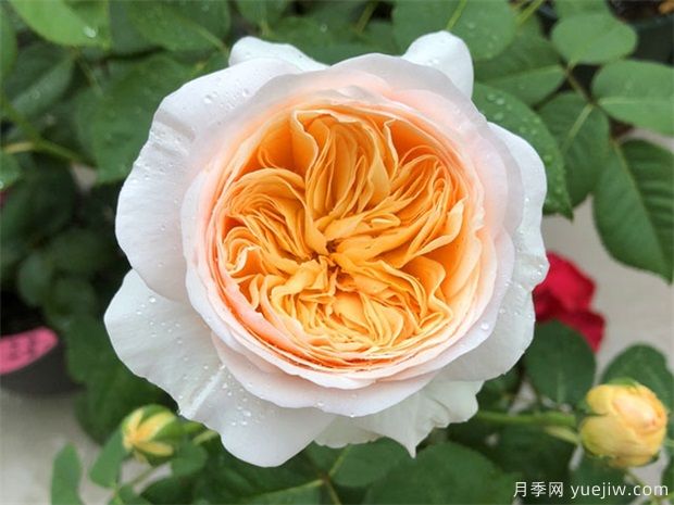 推薦6個漂亮月季品種，號稱全網(wǎng)零差評的完美(圖4)