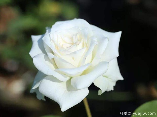 推薦6個漂亮月季品種，號稱全網(wǎng)零差評的完美(圖3)