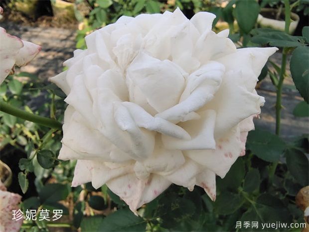 推薦6個漂亮月季品種，號稱全網(wǎng)零差評的完美(圖6)