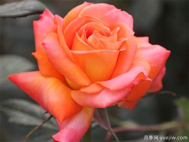 大花月季人人愛，如何把大花月季養(yǎng)的枝繁葉茂？(圖1)