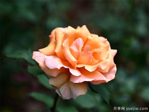 月季花的繁衍方法有哪些？快來看看吧(圖1)