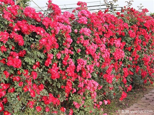 爬藤月季和薔薇哪個漂亮？區(qū)別和價格(圖1)