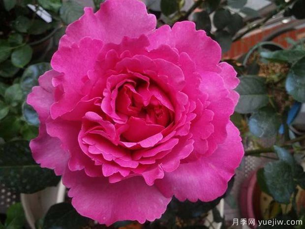 推薦20個(gè)伊芙月季系列品種，還有花大濃香超美的(圖2)
