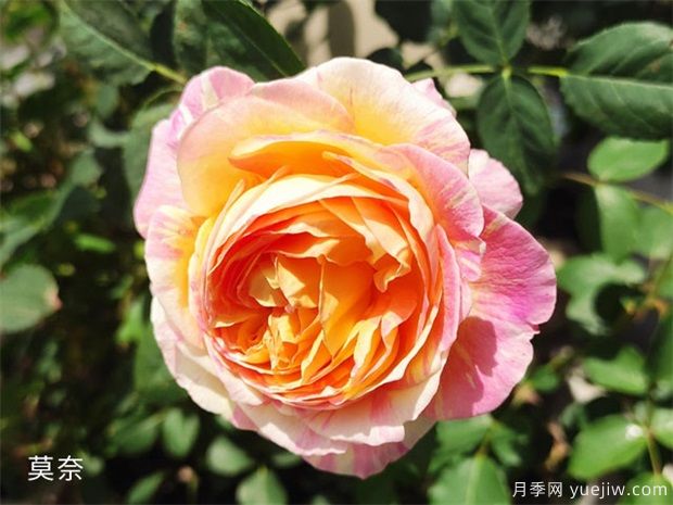 推薦公認(rèn)的6款零差評的月季花，顏值高好養(yǎng)護(hù)(圖1)