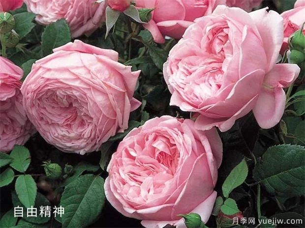 推薦公認(rèn)的6款零差評的月季花，顏值高好養(yǎng)護(hù)(圖2)