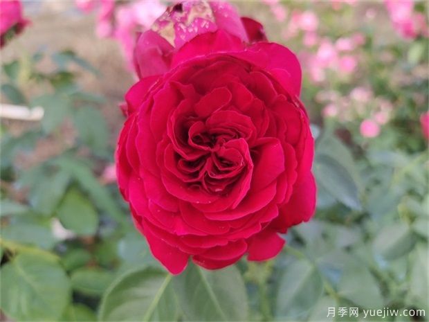 推薦公認(rèn)的6款零差評的月季花，顏值高好養(yǎng)護(hù)(圖4)