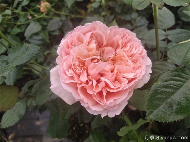 推薦公認(rèn)的6款零差評的月季花，顏值高好養(yǎng)護(hù)(圖5)