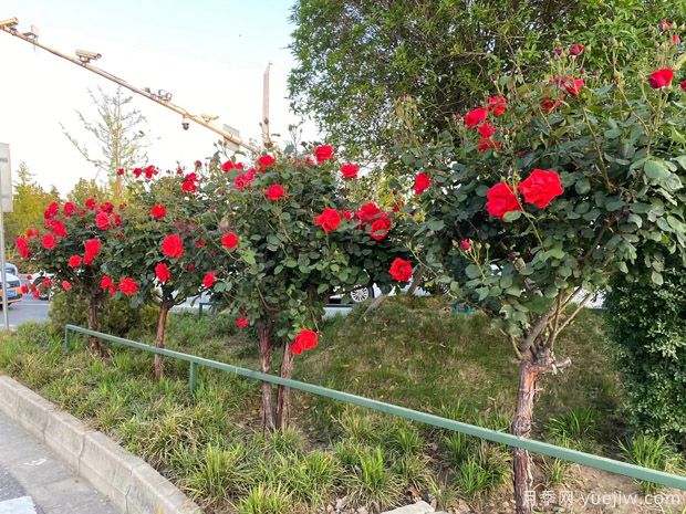 夏季養(yǎng)月季花怎么樣？(圖1)