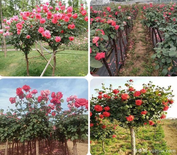 ***全園林苗木種植技術(shù)！收藏有用！(圖1)