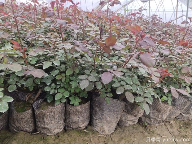 ***全園林苗木種植技術(shù)！收藏有用！(圖2)