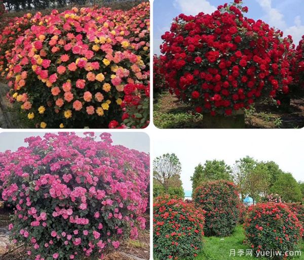 ***全園林苗木種植技術(shù)！收藏有用！(圖3)
