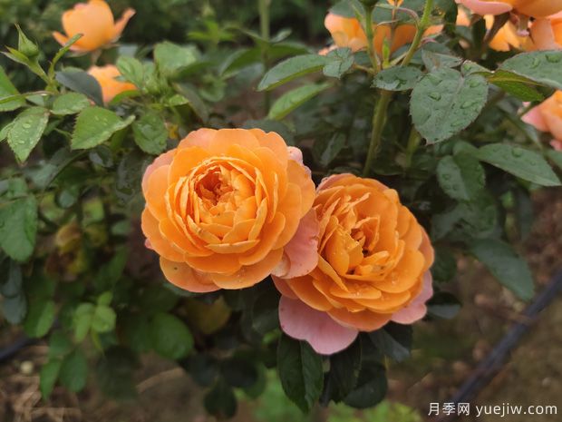 微型月季怎么養(yǎng)殖你知道嗎？要養(yǎng)好微型月季也不難(圖1)