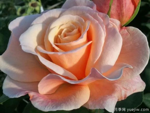 快樂(lè)的一天月季的優(yōu)缺點(diǎn)是什么？(圖1)