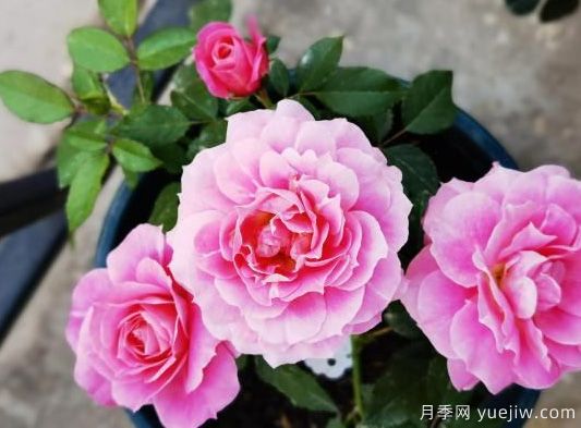 牡丹花，養(yǎng)護小知識(圖1)