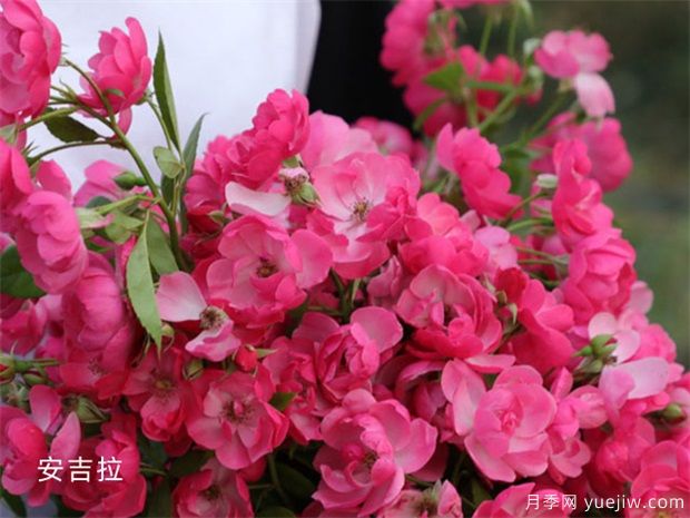 14個藤本月季品種推薦，哪個品種好(圖1)