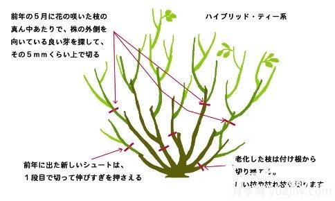 如何養(yǎng)好盆栽月季，如何養(yǎng)爆花？全方位解讀(圖4)