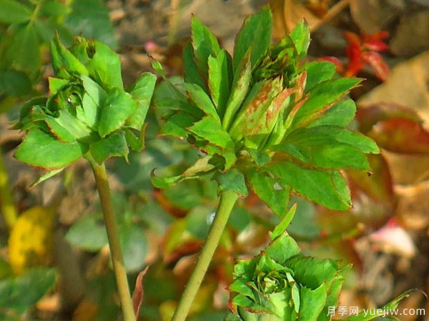 中國10大古老月季品種有哪些？花美花期長(圖3)