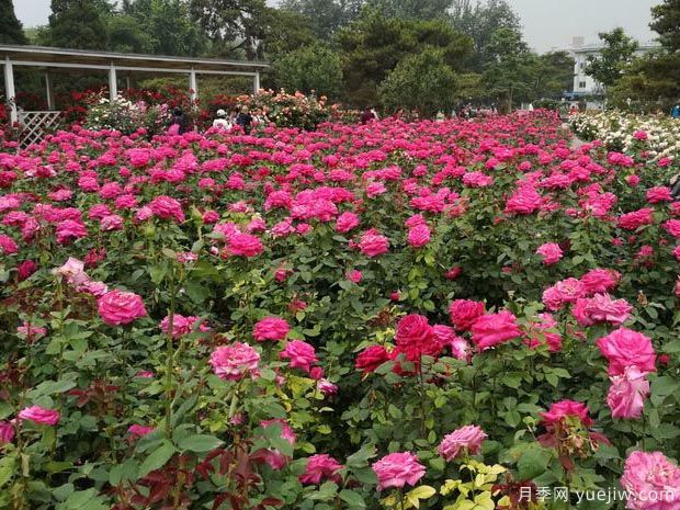 路邊月季沒人管瘋狂開花，家里的月季卻蔫不拉幾？(圖1)