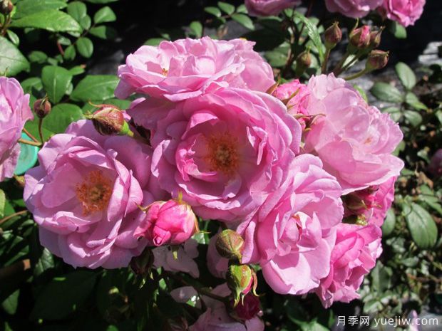丁香花束月季的優(yōu)缺點是什么？(圖1)
