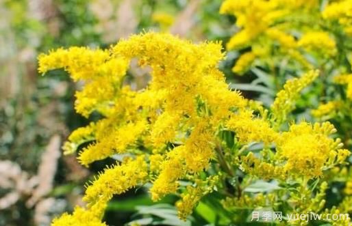 加拿大一枝黃花的危害與防除？(圖1)