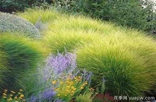 如何把觀賞草設(shè)計(jì)應(yīng)用到園林栽培中去？(圖1)