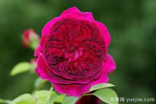 莎士比亞月季和紅色達芬奇月季的區(qū)別是什么(圖2)