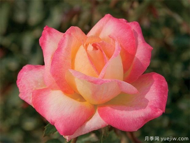 新人花友如何選擇適合自己的月季品種？(圖1)