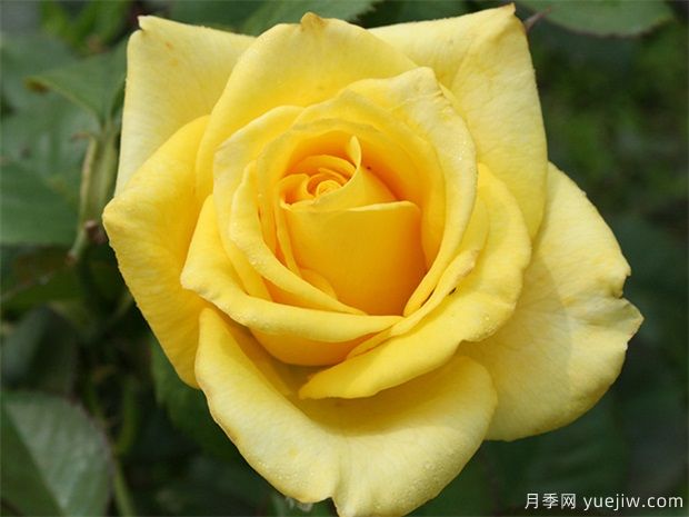 ***稀有的月季品種？5個(gè)顏色的優(yōu)秀品種(圖1)