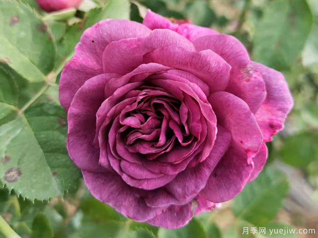 月季花有哪些品種？不同顏色月季花代表有哪些？(圖1)