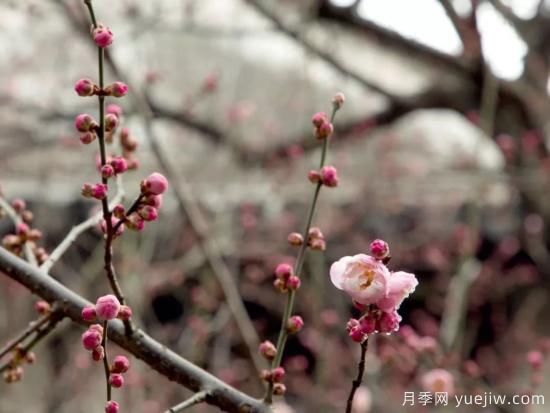蠟梅和梅花有什么區(qū)別？(圖1)