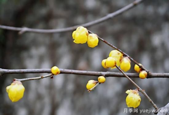 蠟梅和梅花有什么區(qū)別？(圖6)