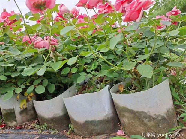 如何養(yǎng)好盆栽月季，如何養(yǎng)爆花？全方位解讀(圖1)