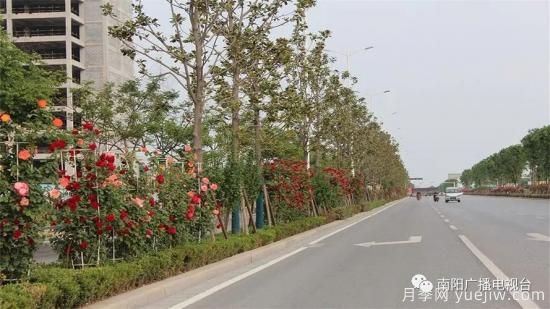 百萬月季進(jìn)城，南陽全力以赴創(chuàng)建國家生態(tài)園林城市(圖2)