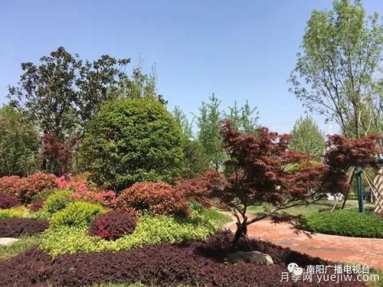 百萬月季進(jìn)城，南陽全力以赴創(chuàng)建國家生態(tài)園林城市(圖4)