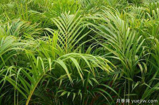 鳳尾竹發(fā)黃發(fā)枯的原因有哪些？(圖1)