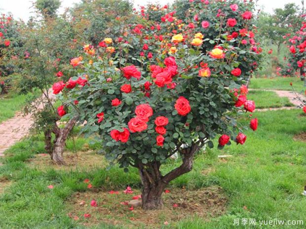 古樁月季千百艷，老樹新花時時春(圖1)