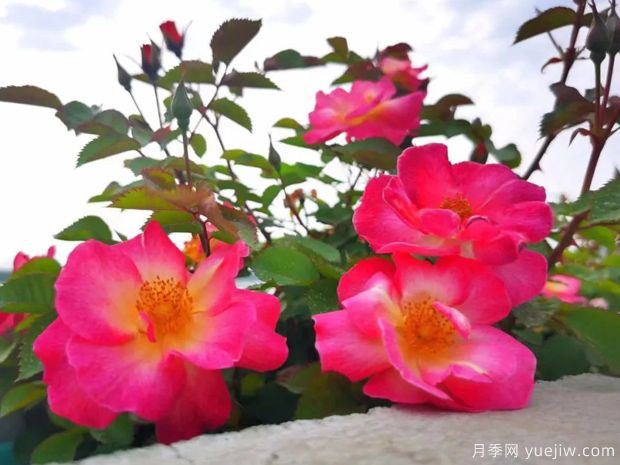 杭州高架月季盛開(kāi)，200萬(wàn)株月季花裝扮空中花廊(圖3)