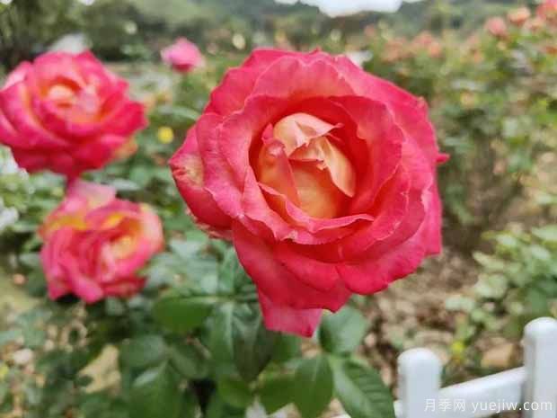 德陽(yáng)月季市花文化和景觀圖集(圖1)