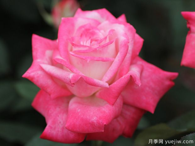 阿爾推斯75月季的優(yōu)缺點(diǎn)是什么？(圖1)