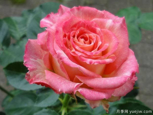 蓮花月季的優(yōu)缺點是什么？(圖1)