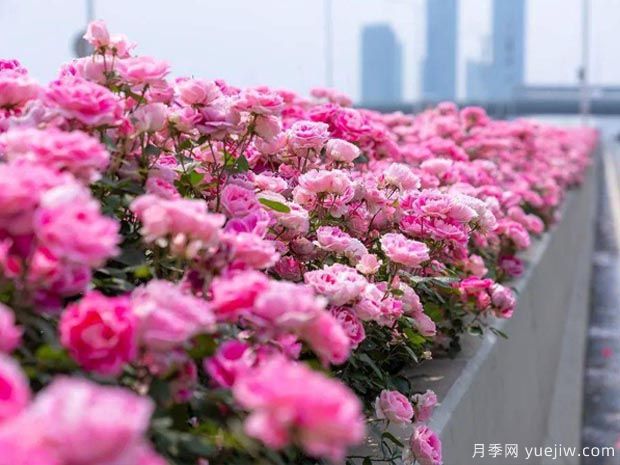 武漢新增多條絕美月季花道，江城處處花海景觀(圖3)