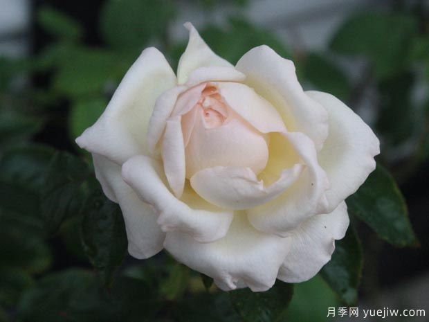 大名鼎鼎的伊芙系列，僅憑香氣就聞名月季界(圖3)