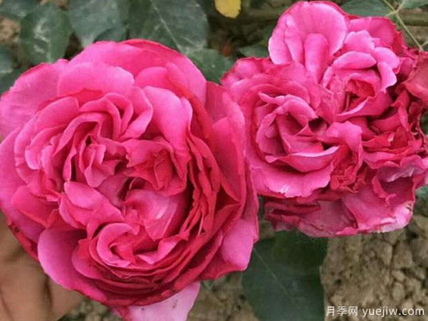 伊芙里奧月季的優(yōu)缺點(diǎn)是什么？(圖1)